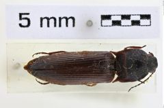 Foto (Dorsalansicht) von Harminius singularis (NHMW-ZOO-COL-0008947)